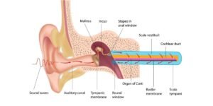Inner Ear Problems: Causes, Symptoms & Treatment Options
