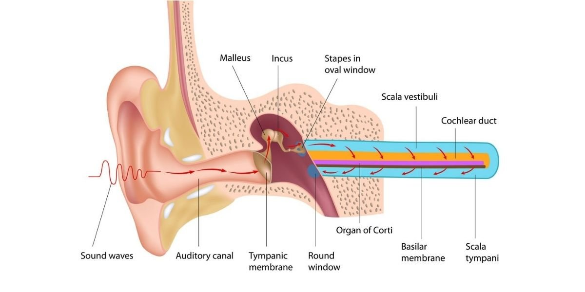 Inner Ear Problems: Causes, Symptoms & Treatment Options