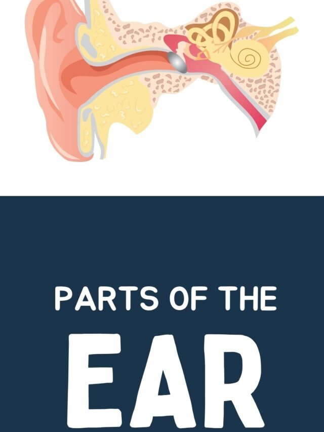 PARTS OF THE
EAR