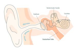 Eustachian Tube Problems: Symptoms, Causes, Treatment & Prevention